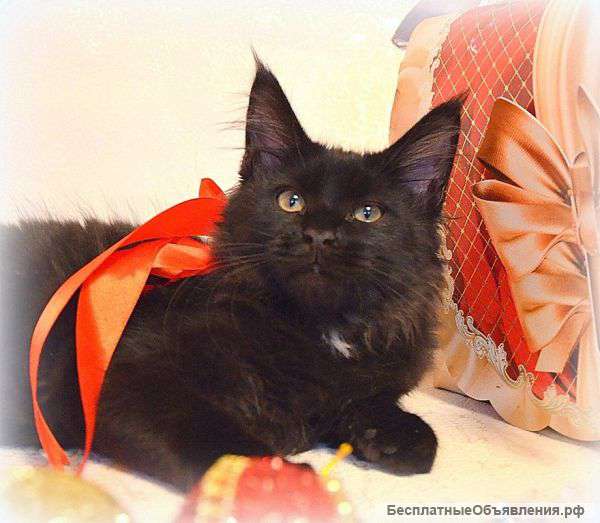 Чёрная кошка