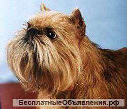 Стрижка собак и кошек недорого с выездом на дом