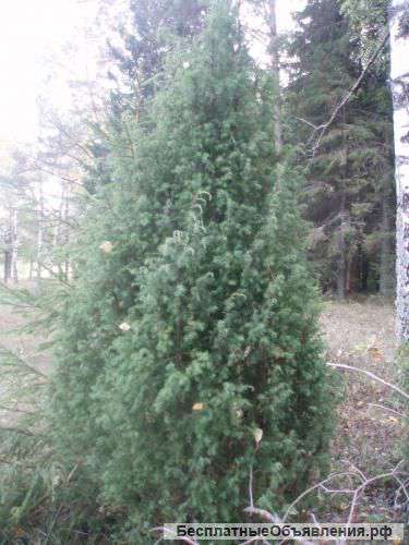 Настойка корня можжевельника