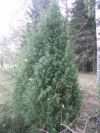 Настойка корня можжевельника