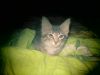 Котята пушистые и красивые девочки