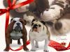 Щенки английского бульдога