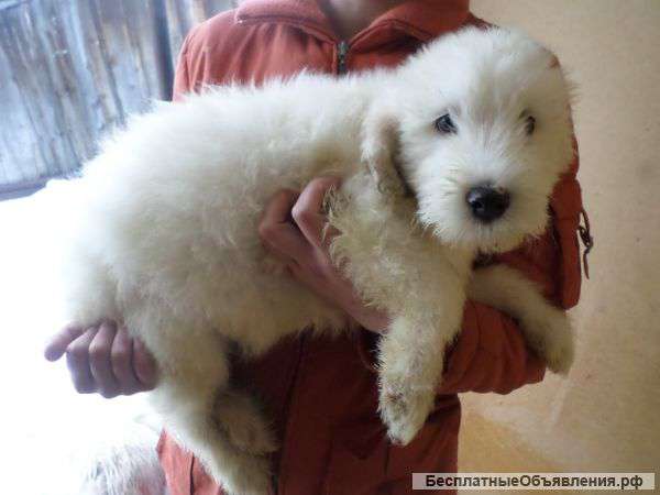 Щенки южнорусской овчарки