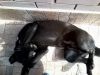 Отдам черного кобеля,помесь лабрадора ,в очень добрые руки