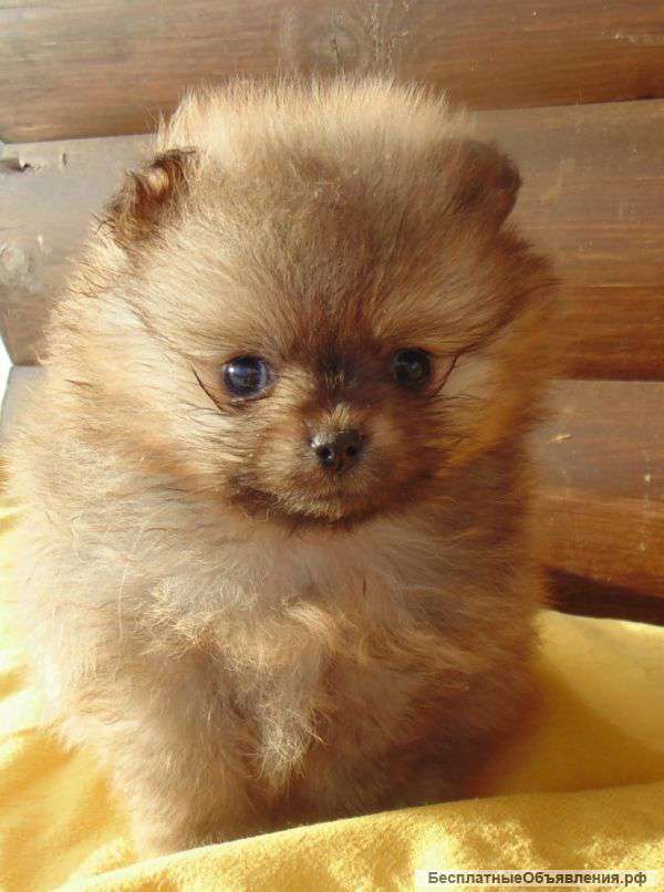 Миниатюрный шпиц