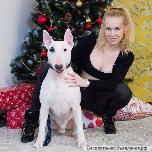 Бронь на щенков английского стандартного бультерьера