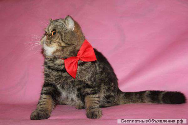 2 экзотических котика для вязки