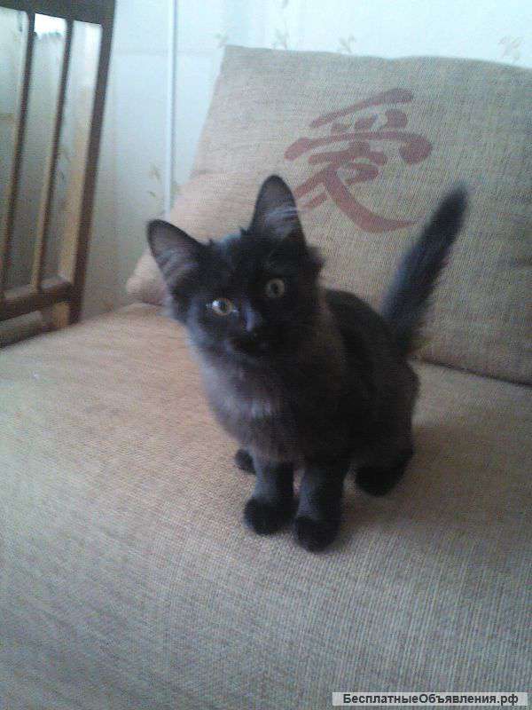 Подарю котенка