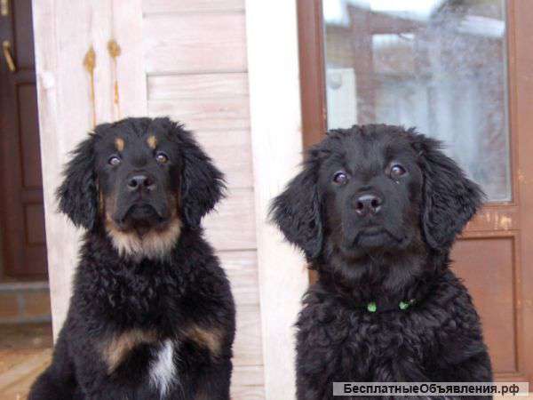 Ховаварт щенки