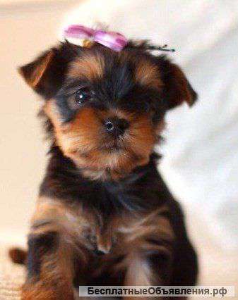 Замечательная девочка йорка