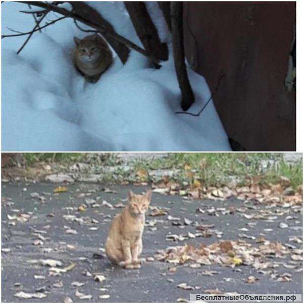 Очень нужен дом Или куратор