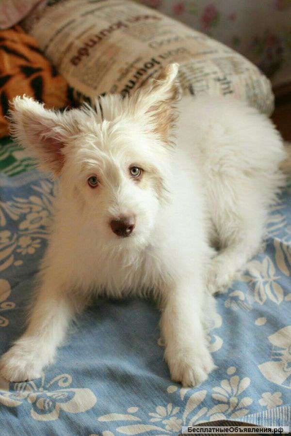 Помогите найти щенка