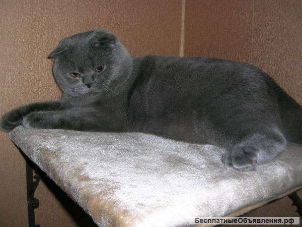 Кота заводчикам и любителем животных