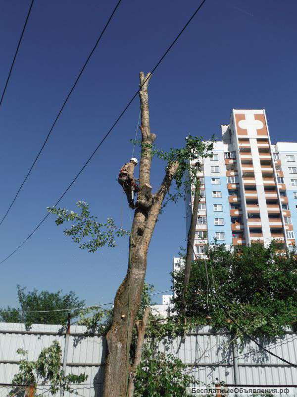 Валка деревьев