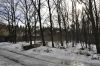 Участки в хвойном и дубовом лесу в Орловщине Новомосковского района (слобода)