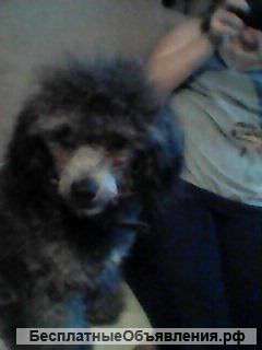 Покрыть девочку любой породы