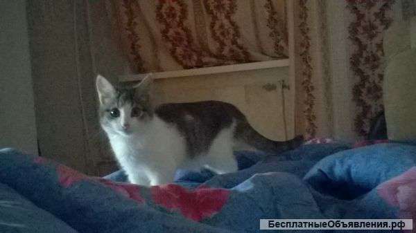 Кошечка Муся