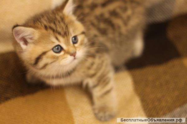 Шотландские котята