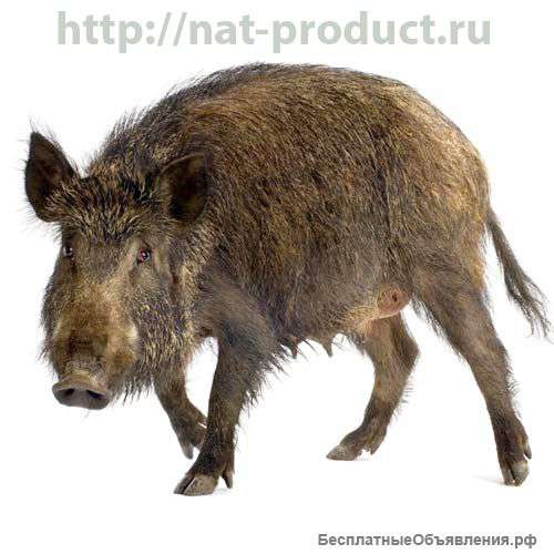 Мясо дикого кабана