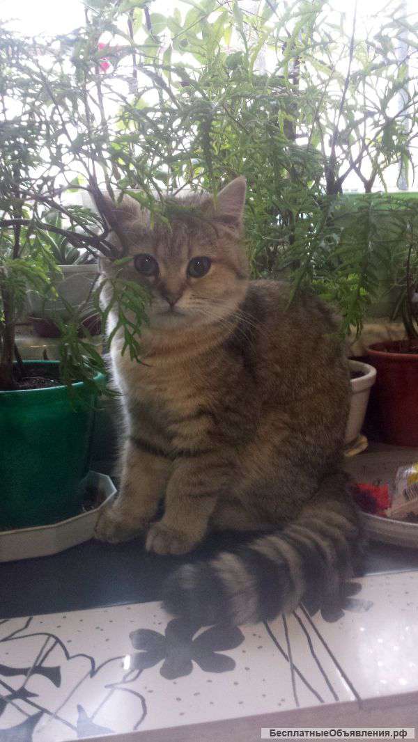 Котята драгоценных окрасов