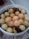 Бочковой зелёный помидор