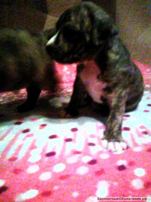 Щенков стоффорда