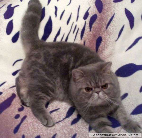 Экзотический котенок