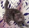 Экзотический котенок