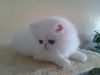 БЕЛЫЙ персидский котенок