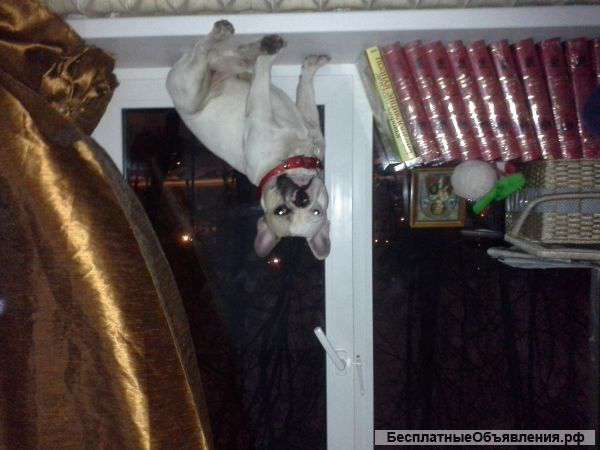 Ищу француженку для вязки