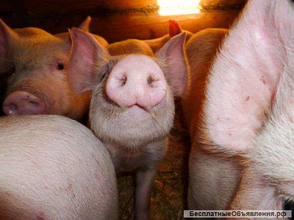 Поросята есть в наличии