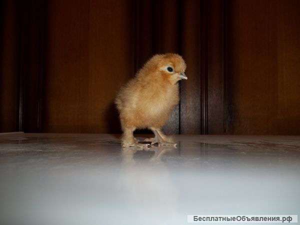 Китайские шёлковые