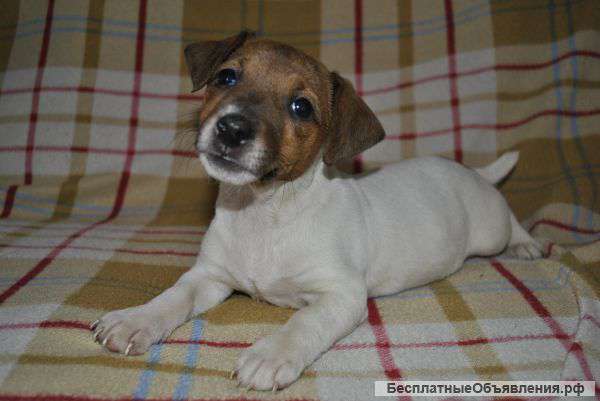 Гладкошёрстные щенки Джек расселы