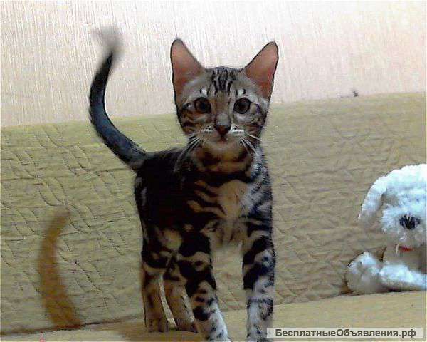 Бенгальский котенок
