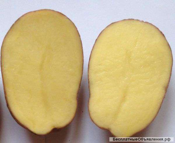 Картофель оптом