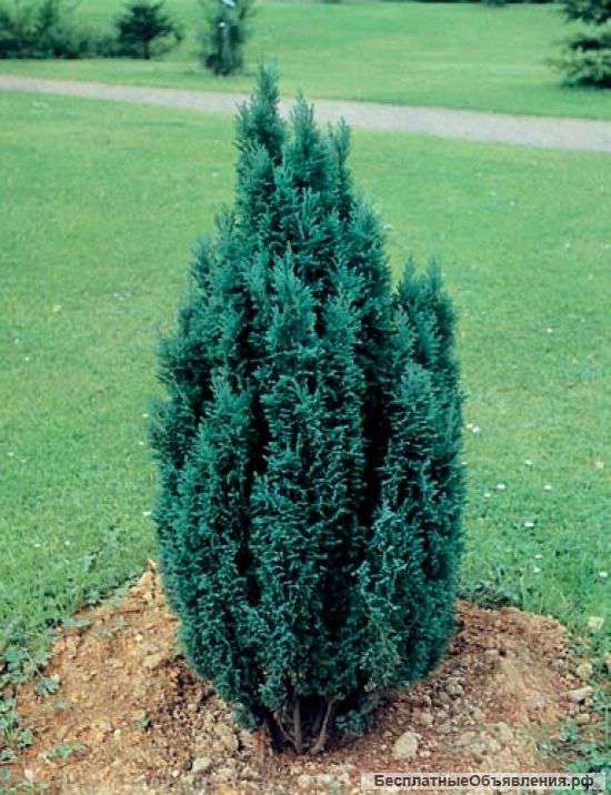 Ищу голубые кипарисовики