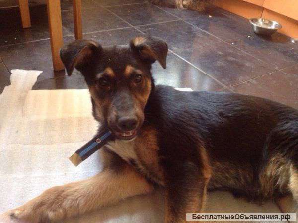 В добрейшие руки