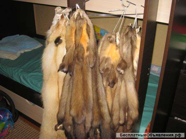 Шкурки куницы соболя рыжей лисы
