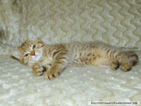 Британские котята Shanteru