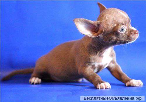 Щенки чихуахуа
