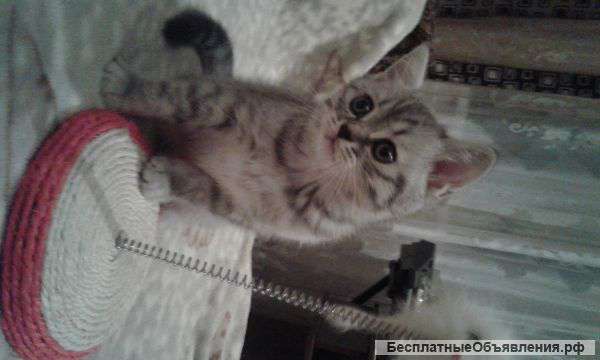 Шотланские котята