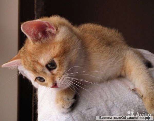 Котенок золотой шиншиллы