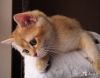 Котенок золотой шиншиллы