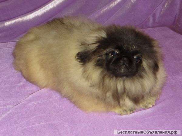 Элитный щенок пекинеса из питомника