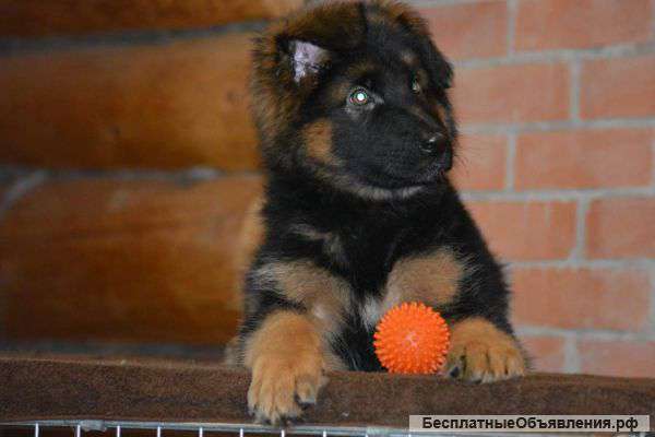 Щенки немецкой овчарки из питомника