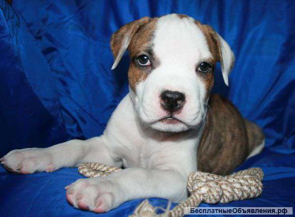 Щенок амстаффа
