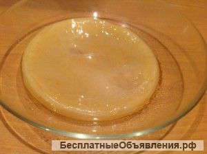 Чайный гриб