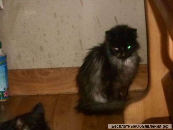 Собаку кошку