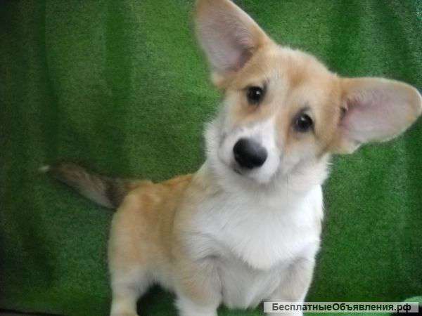Щенок вельш корги пемброк