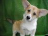 Щенок вельш корги пемброк